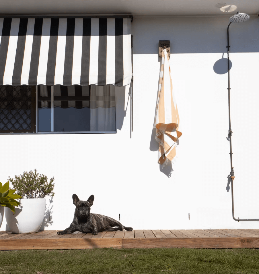 Dog sitting on back deck of Airbnb house